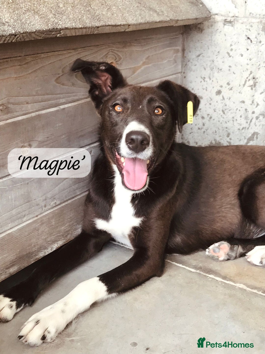 Mixed Breed dogs for adoption: Magpie- beautiful 1 year old- Reserved stc. in Brixham - Image 28