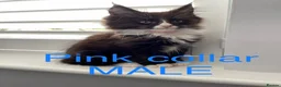 Maine Coon cats for sale: Bundles of fluff,  Maine Coon kittens  - Advert 36