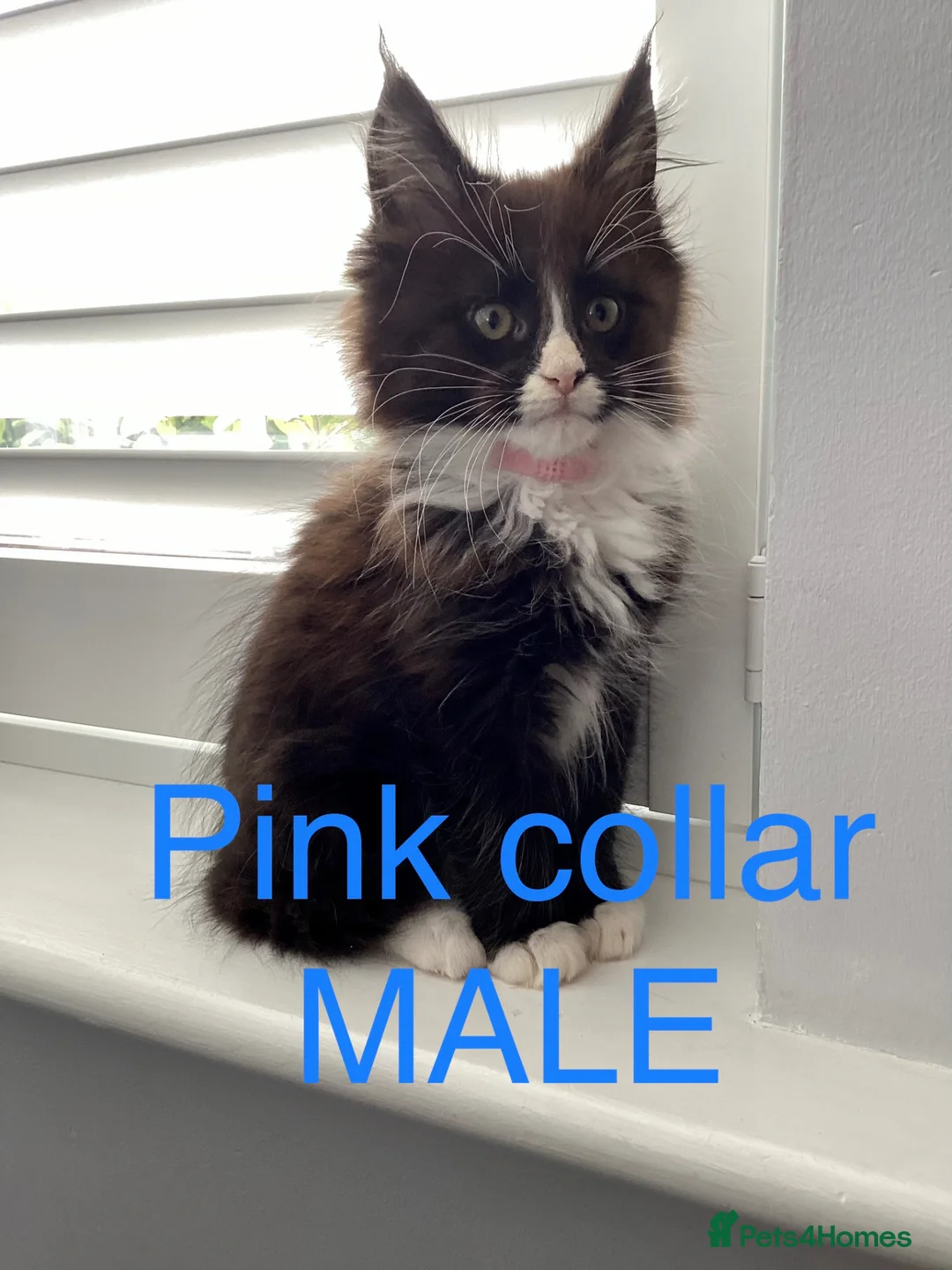 Maine Coon cats for sale: Bundles of fluff,  Maine Coon kittens  - Advert 36