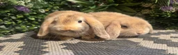 Mini Lop rabbits for sale: X2 HARLEQUIN MINI LOOS READY LEAVE  - Advert 1