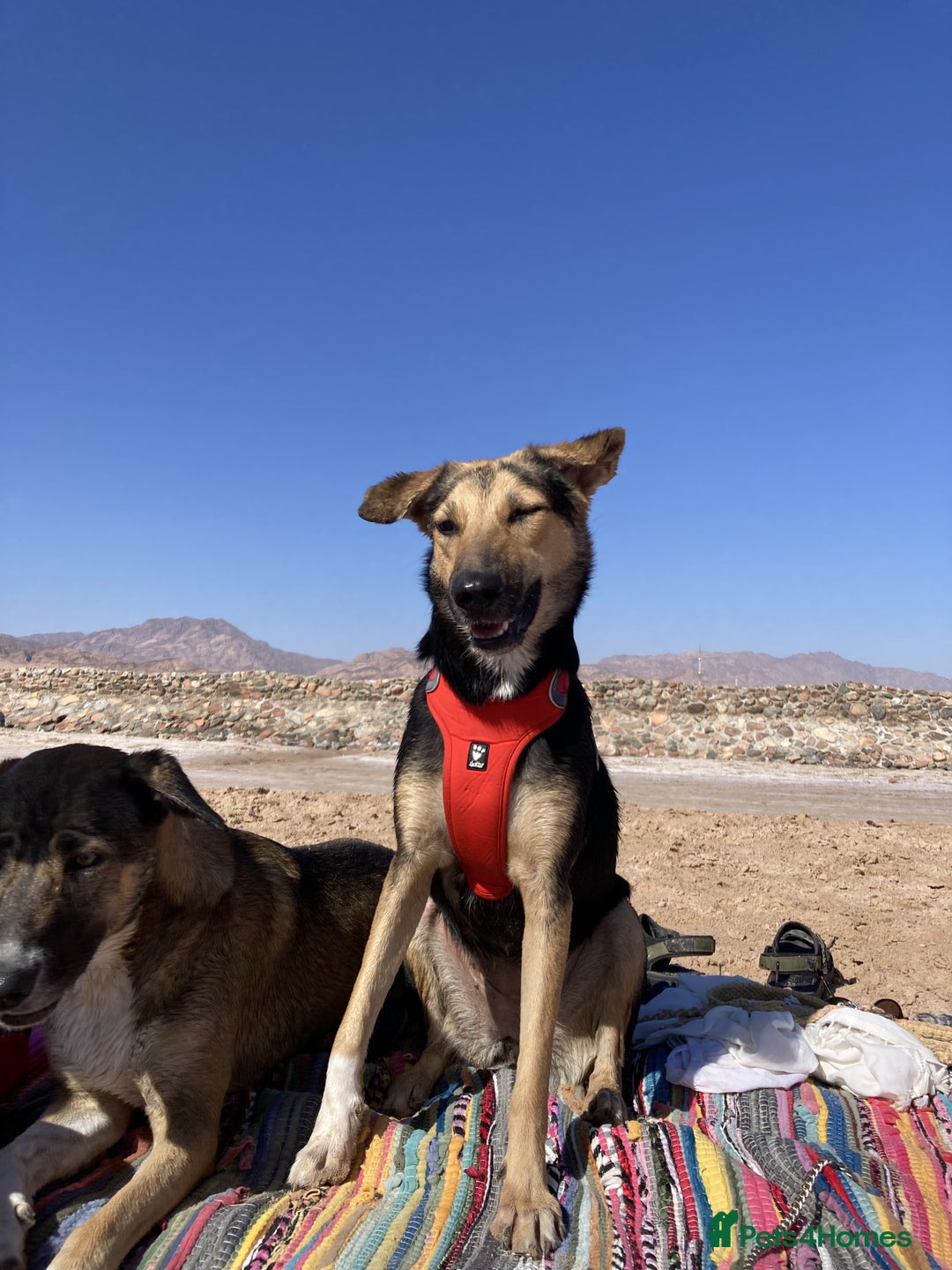 Mixed Breed dogs for sale: Very Special Mixed German Shepherd Girl (aged 3) - Image 7