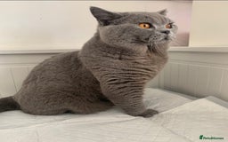 British Shorthair cats for sale: Beautiful British shorthair boys READY TO GO - Image 2