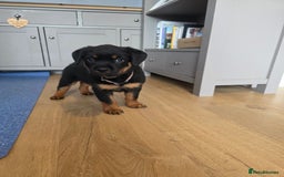 Rottweiler dogs for sale: KC Registered Rottweiler Puppies - Image 7