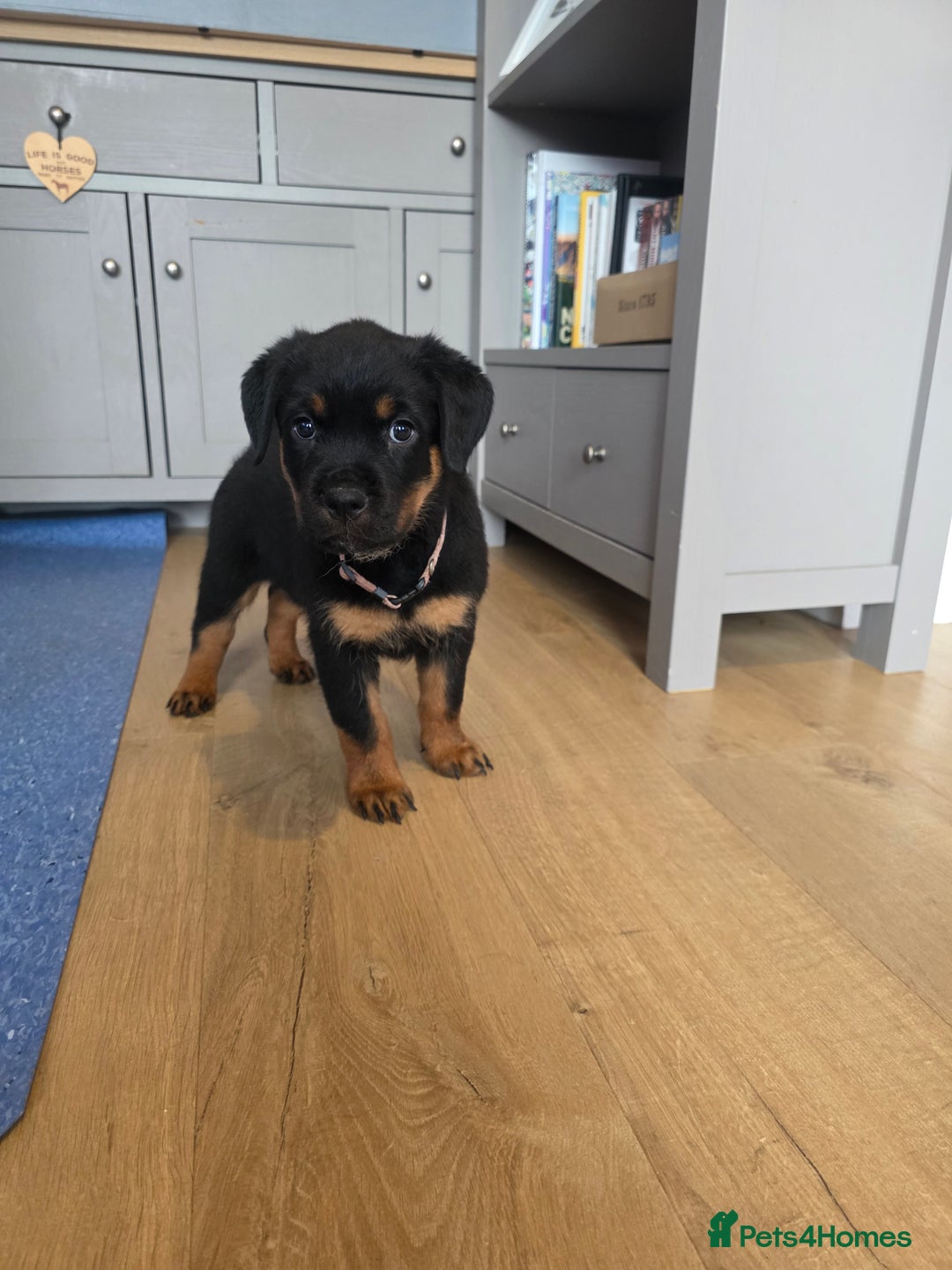 Rottweiler dogs for sale: KC Registered Rottweiler Puppies - Image 7