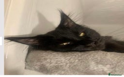 Maine Coon cats for sale: Female Pure mainecoon - Image 12