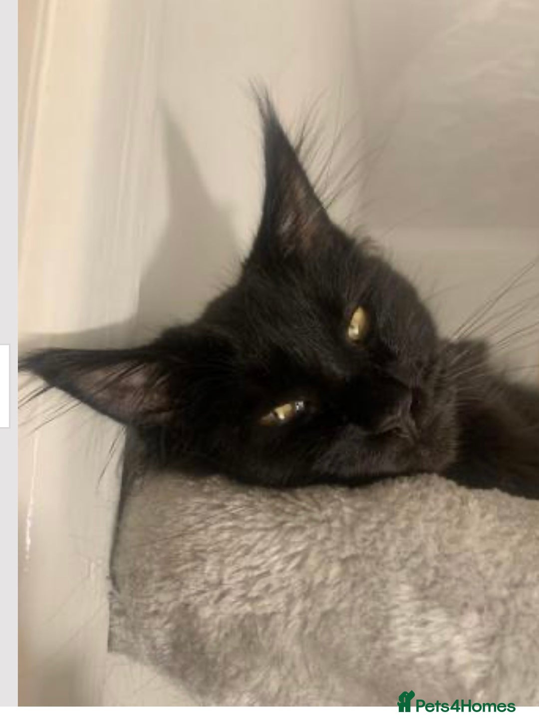 Maine Coon cats for sale: Female Pure mainecoon - Image 12