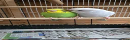 Budgerigars birds for sale: Gorgeous Baby Budgies - Advert 15