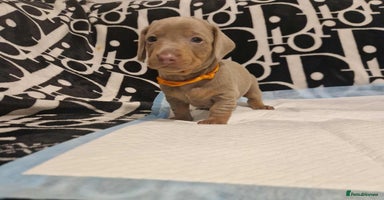 Dachshund dogs - Advert 5
