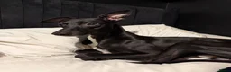 Whippet dogs for stud: Jett Black - Advert 19