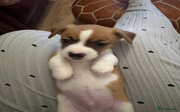 Jack Chi dogs for sale: Jack-chi puppies - Advert 25