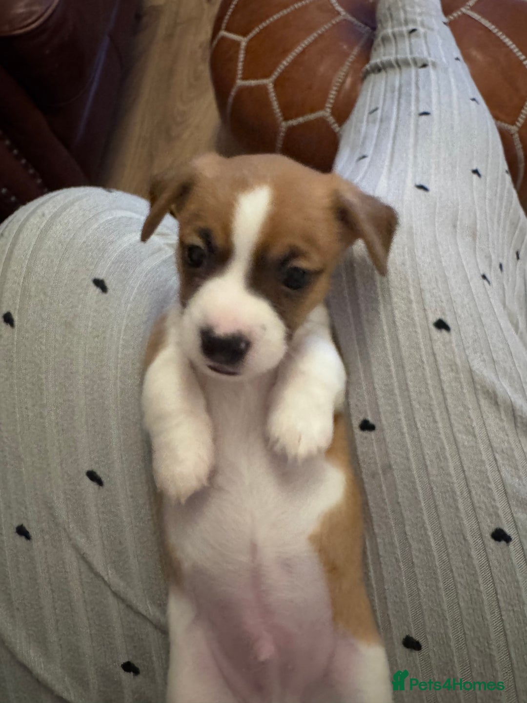 Jack Chi dogs for sale: Jack-chi puppies - Advert 25