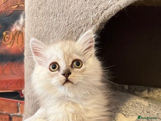 Persian cats - Advert 2