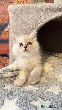 Persian cats - Advert 1