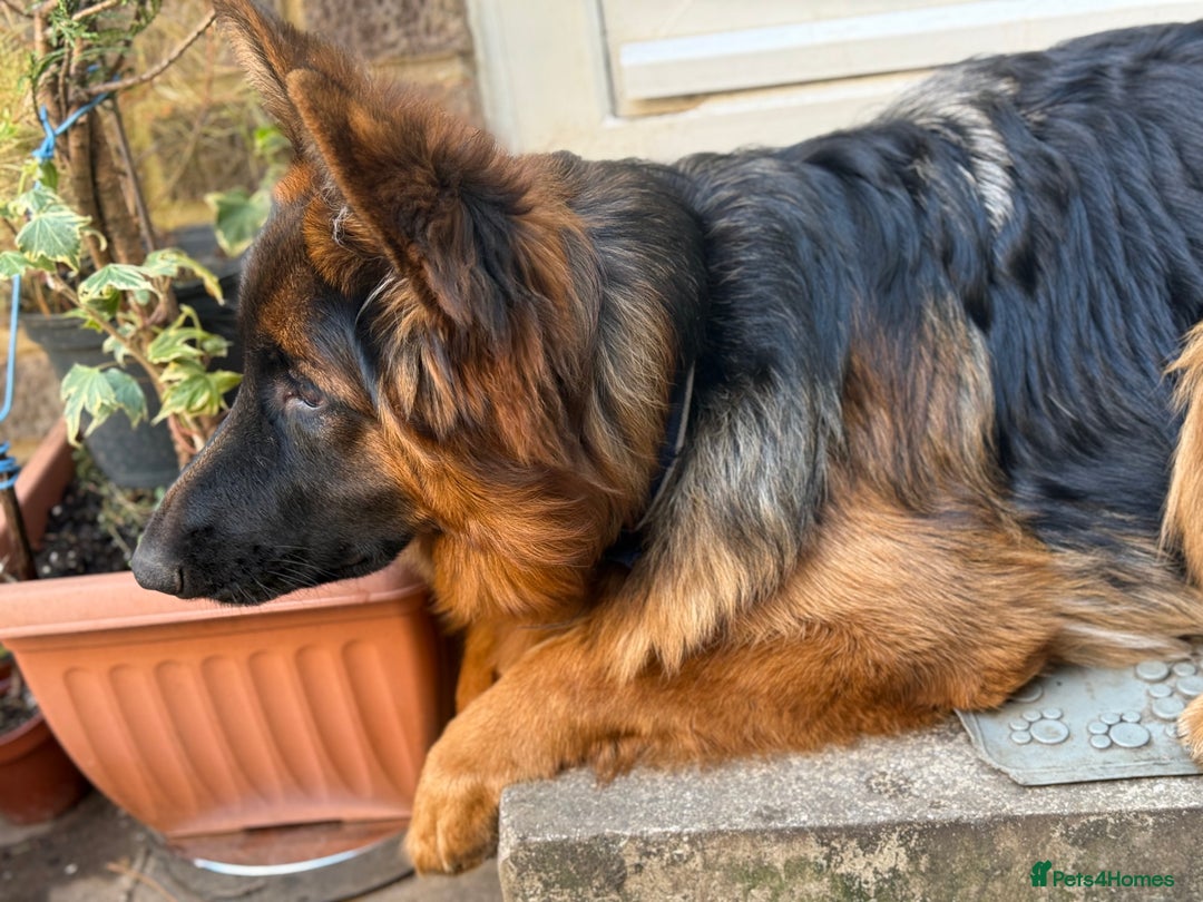 German Shepherd dogs for sale: Long hair female  - Image 4