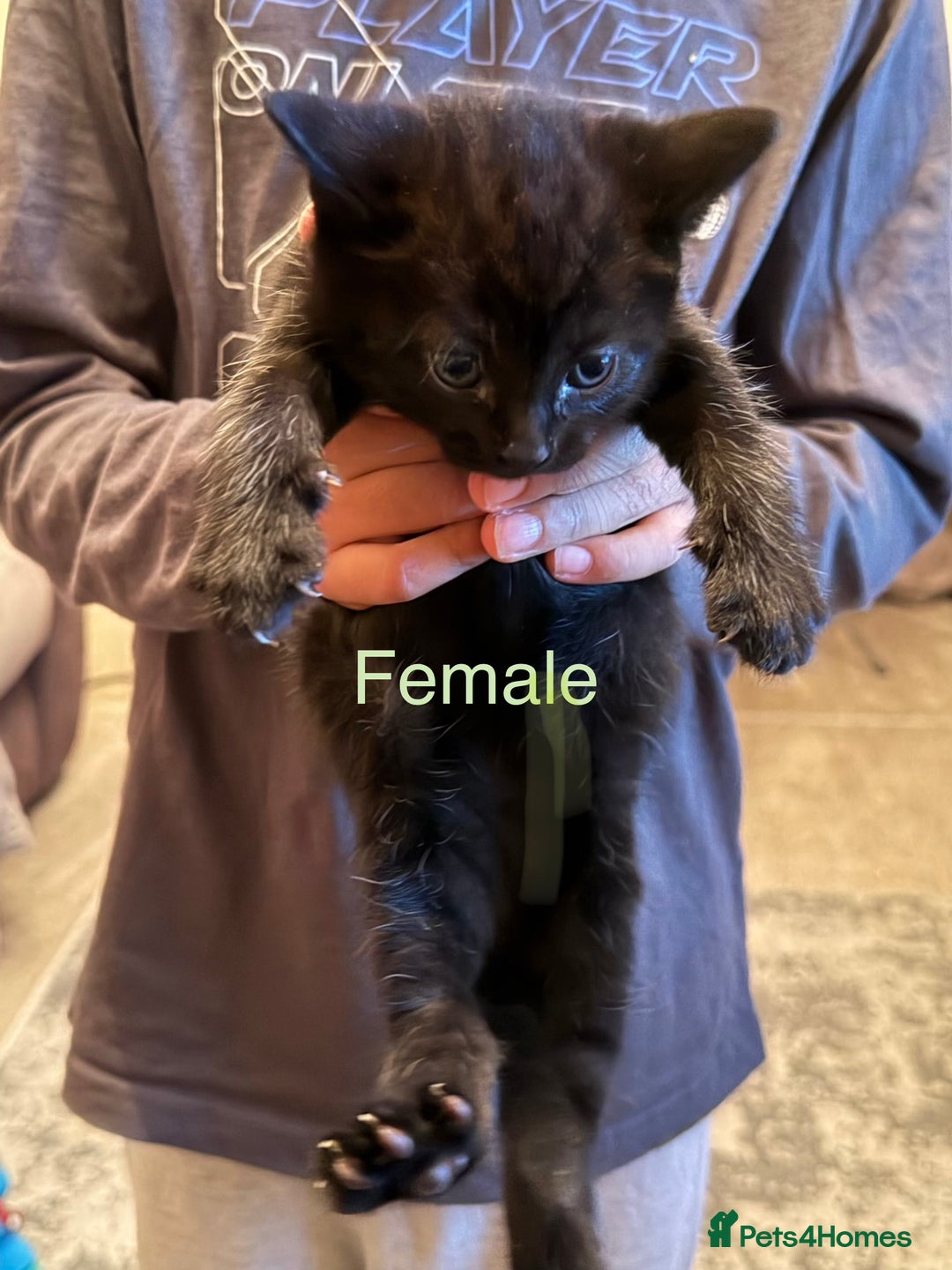 Mixed Breed cats for sale: Beautiful Mix Breed Kittens - Advert 4