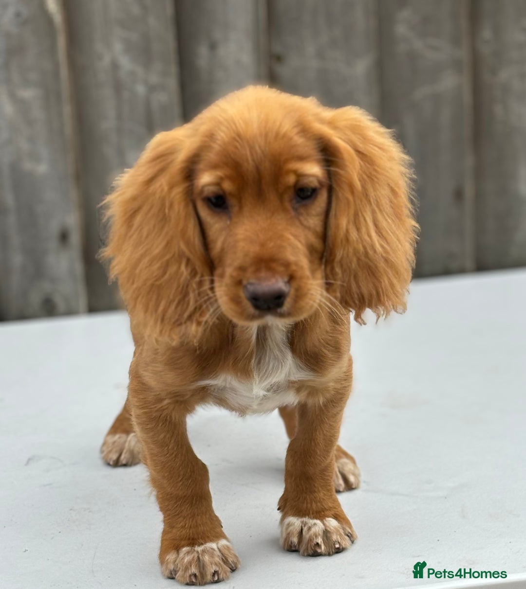 Cocker Spaniel dogs for sale: Cocker spaniel puppy’s  - Image 4