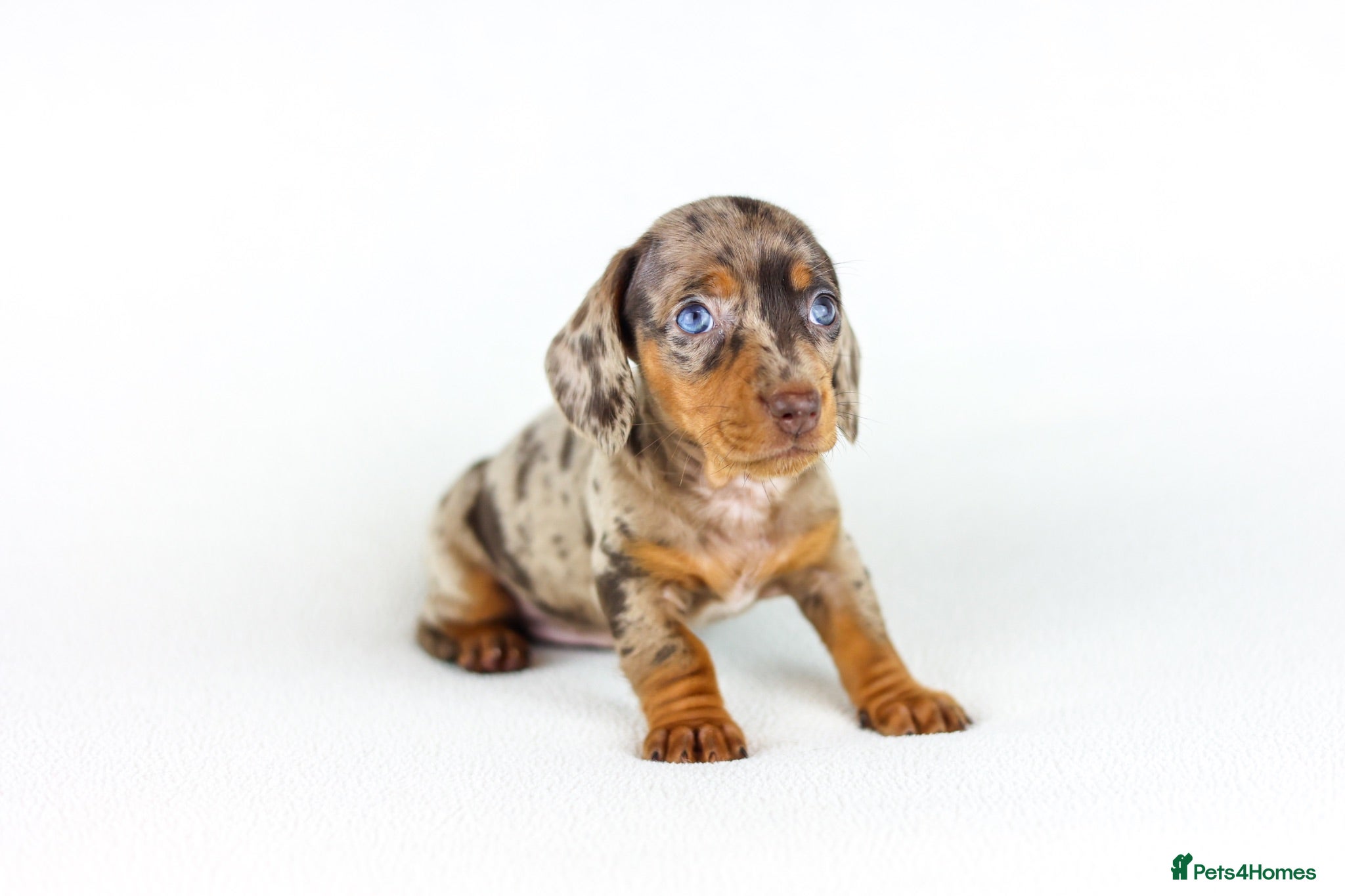 Miniature Dachshund dogs Short Haired miniature dachshund Puppy’s  - Advert 2