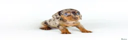 Miniature Dachshund dogs for sale: Short Haired miniature dachshund Puppy’s  - Advert 3
