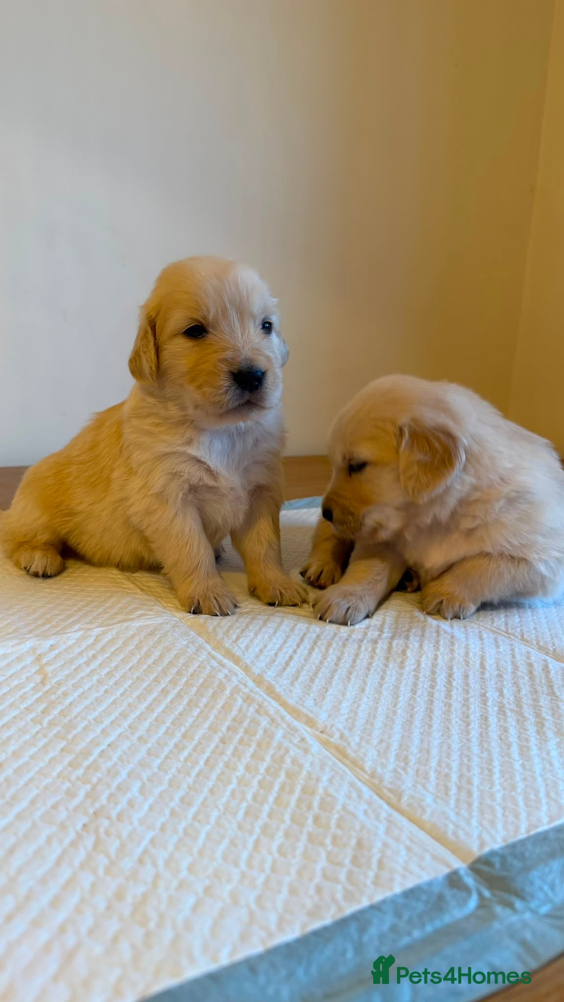 Golden Retriever dogs American line Golden Retriever puppies - Advert 2