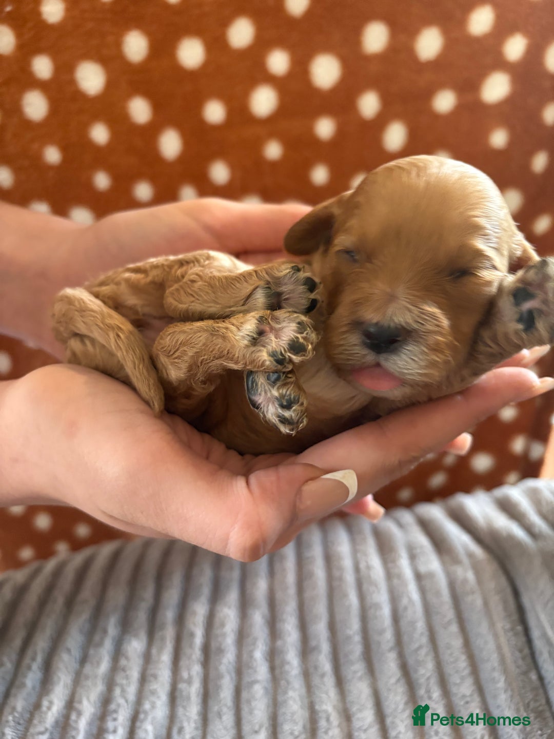Mixed Breed dogs for sale: 8 beautiful cockapoo cross cavapoo pups - Image 6