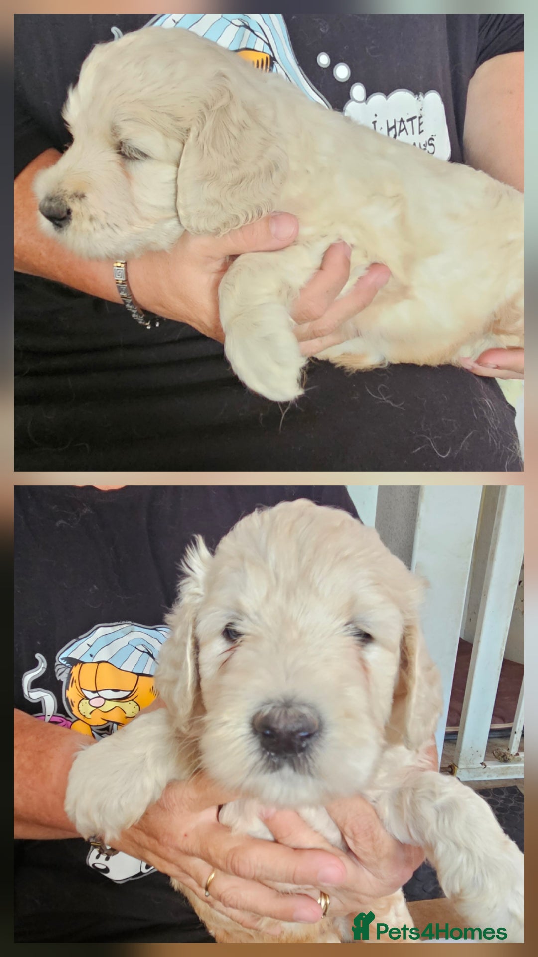 Double Doodle dogs for sale: FANTASTIC FOUR YORKSHIRE LADS  - Image 4