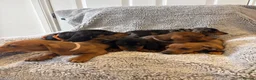 Miniature Dachshund dogs for sale: Beautiful minature dachshunds  - Advert 3