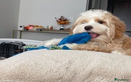 Double Doodle dogs for sale: Lovely Female Doubledoodle Seeks New Home - Image 2