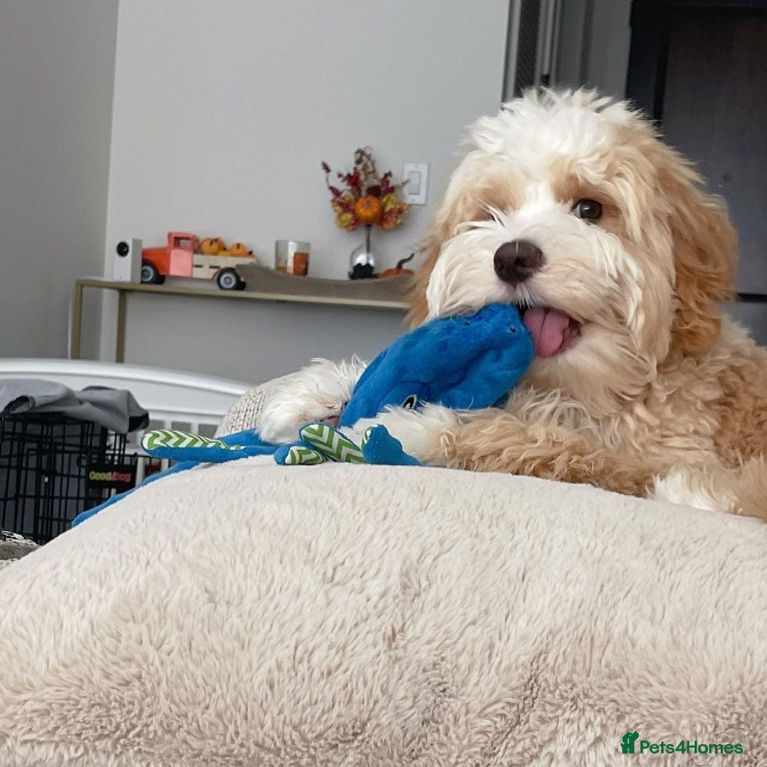 Double Doodle dogs for sale: Lovely Female Doubledoodle Seeks New Home - Image 2