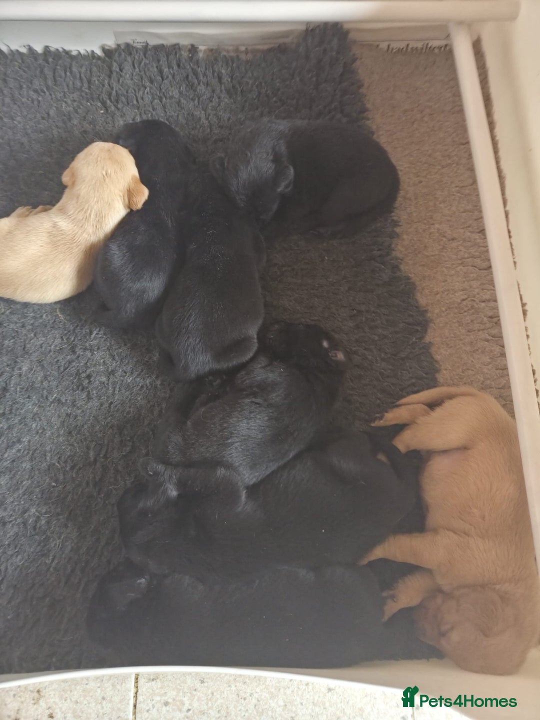 Labrador Retriever dogs for sale: Beautiful kc registered Labrador puppies - Advert 3