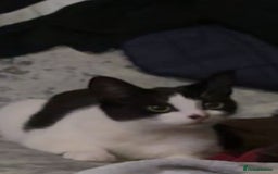 Mixed Breed cats for sale: One male and one female kittens - Image 1