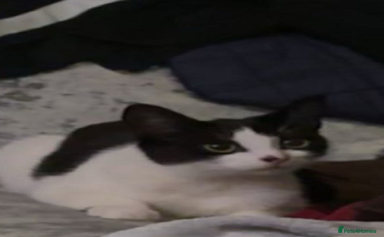 Mixed Breed cats - Advert 1