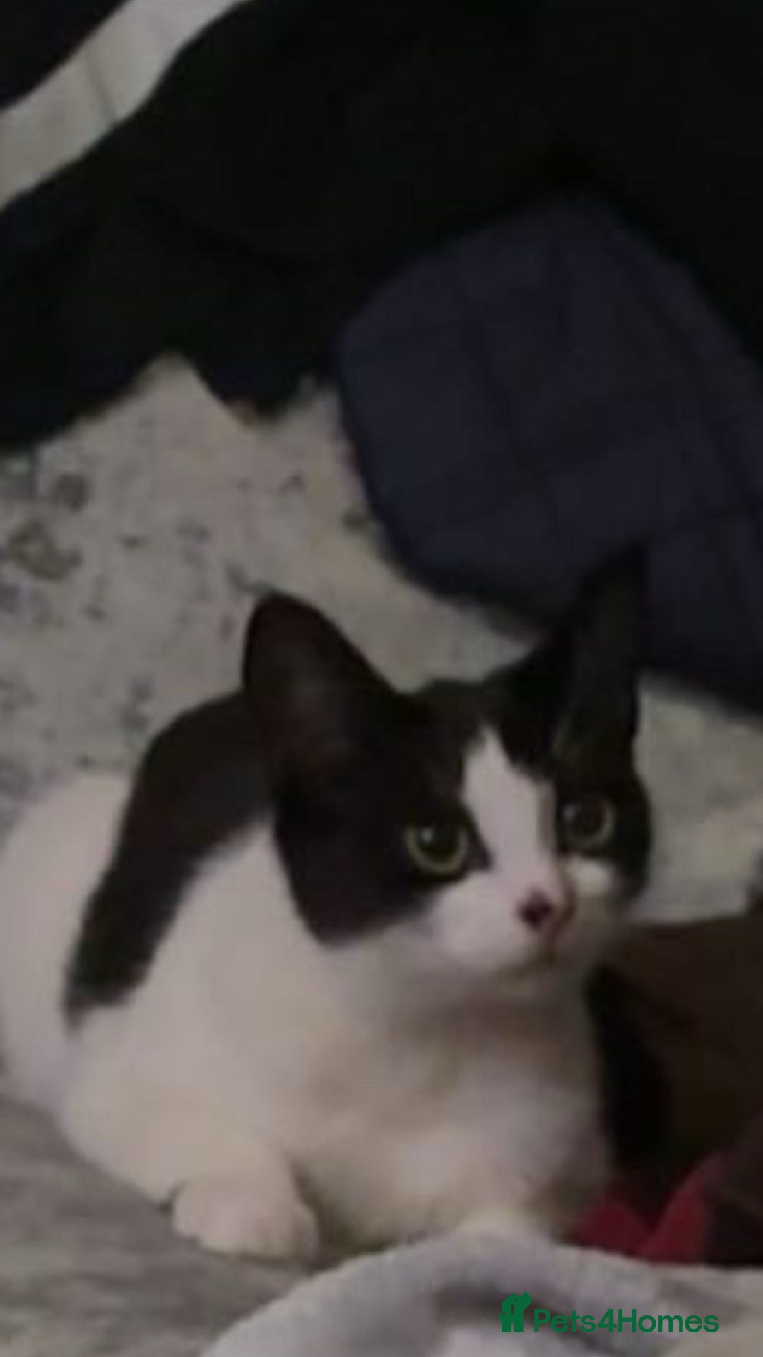 Mixed Breed cats for sale: One male and one female kittens - Image 1