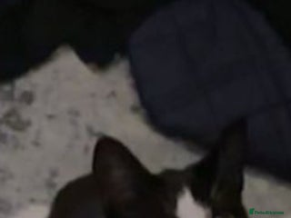 Mixed Breed cats One male and one female kittens - Advert 18