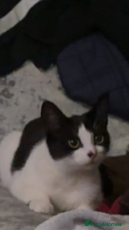 Mixed Breed cats - Advert 1