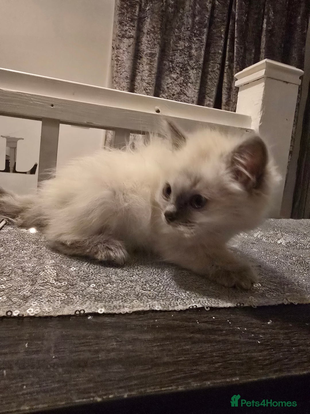 Ragdoll cats for sale: Ragdoll kittens  - Advert 4