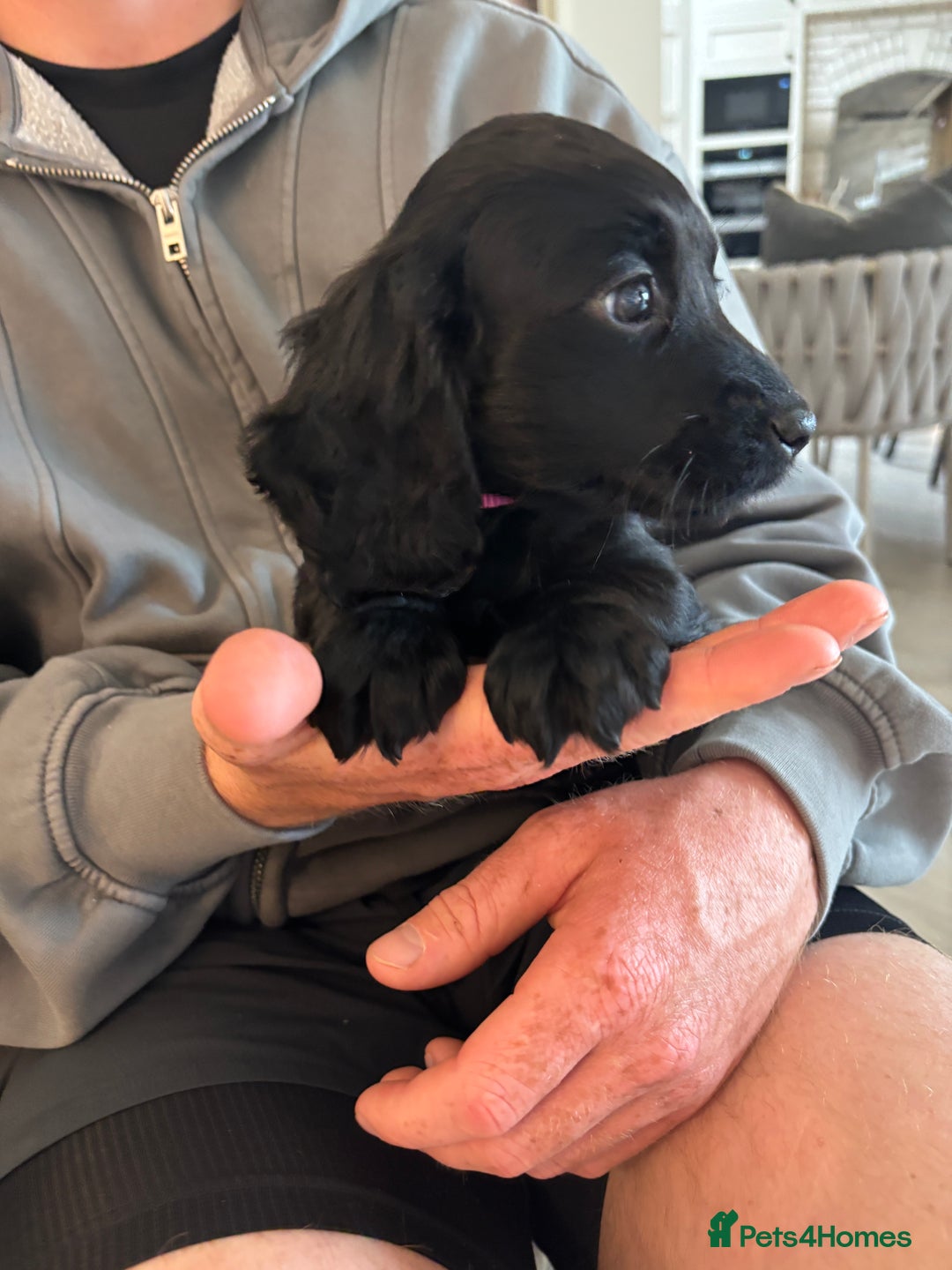 Cocker Spaniel dogs for sale: 3 boys left - Outstanding working cocker spaniels - Image 19