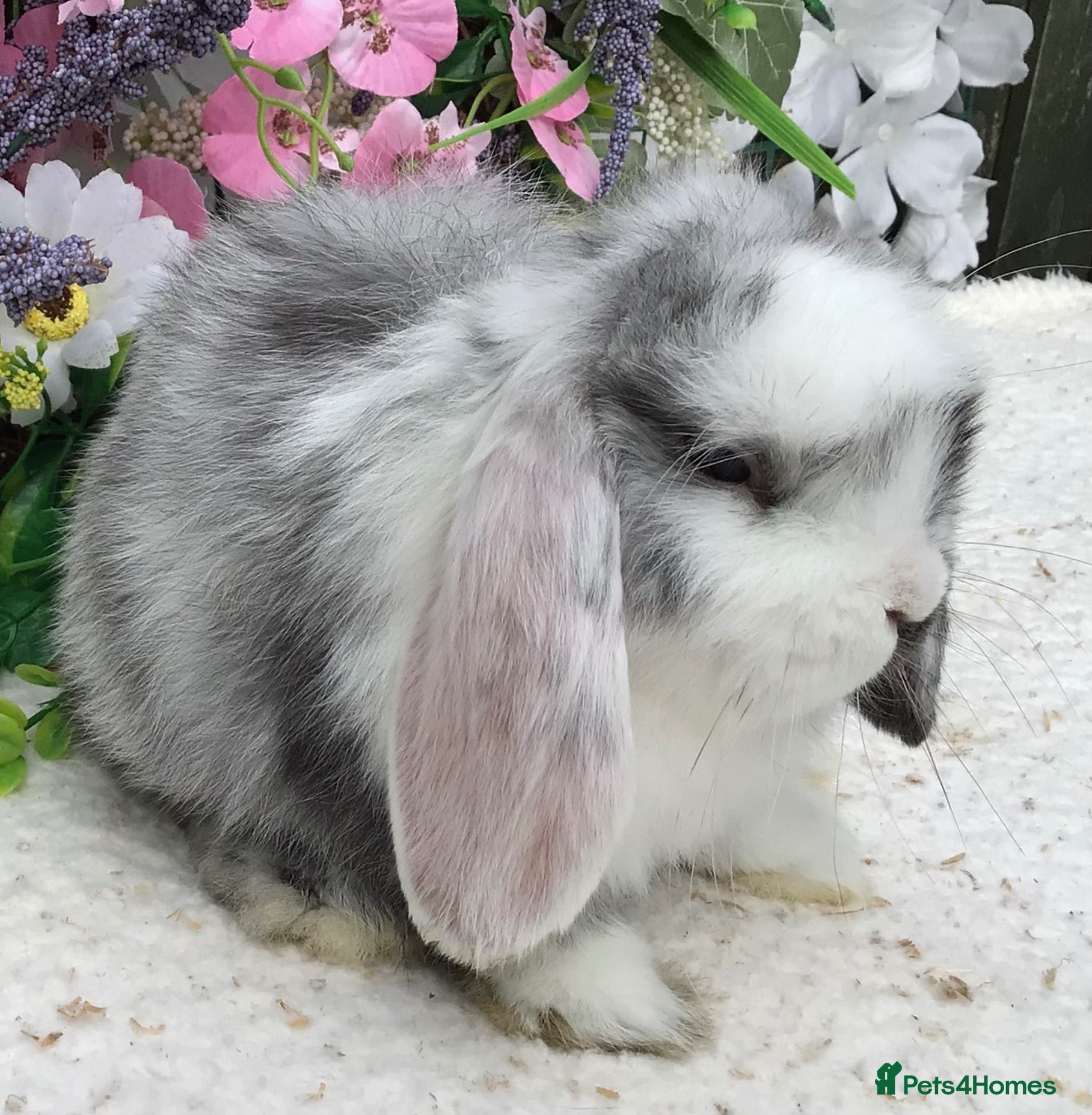 Mini Lop rabbits Mini lop buck - Advert 2