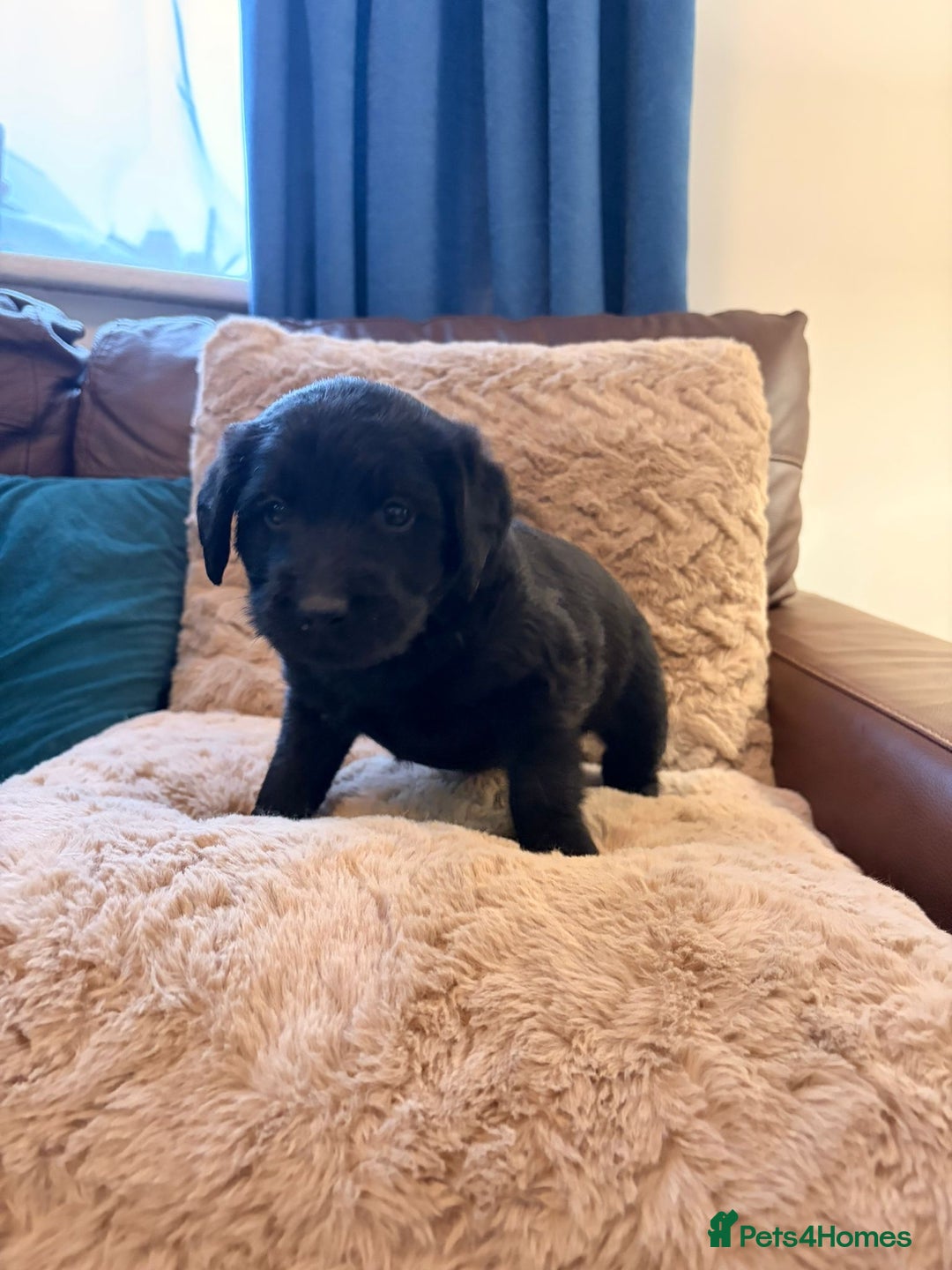Labradoodle dogs for sale: 7 beautiful labradoodle puppies wanting a home - Advert 10