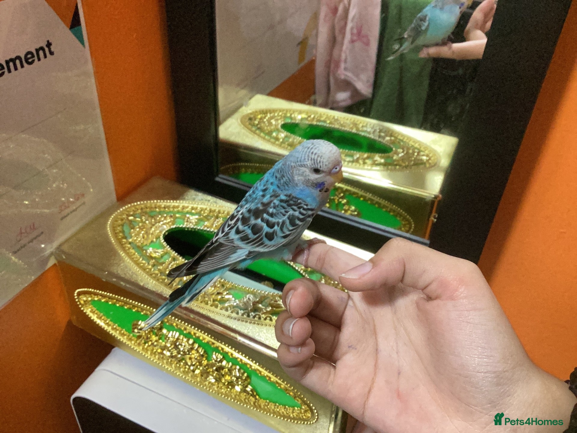 Budgerigars birds Hand-Tamed Budgerigar for sale - Advert 11