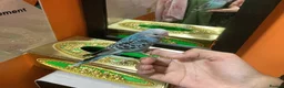 Budgerigars birds for sale: Hand-Tamed Budgerigar for sale in Oldham - Advert 1