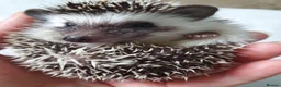 Pygmy Hedgehog rodents for sale: Full pedigree African pygmy hedgehog babies  - Advert 20