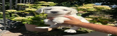 Golden Retriever 2