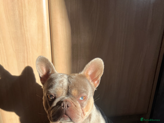 French Bulldog dogs - Advert 1