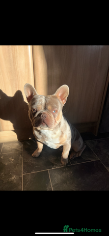 French Bulldog dogs - Advert 1