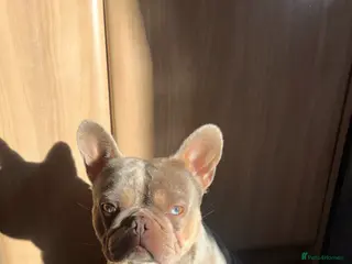 French Bulldog dogs Merle French bulldog for sale - Advert 15