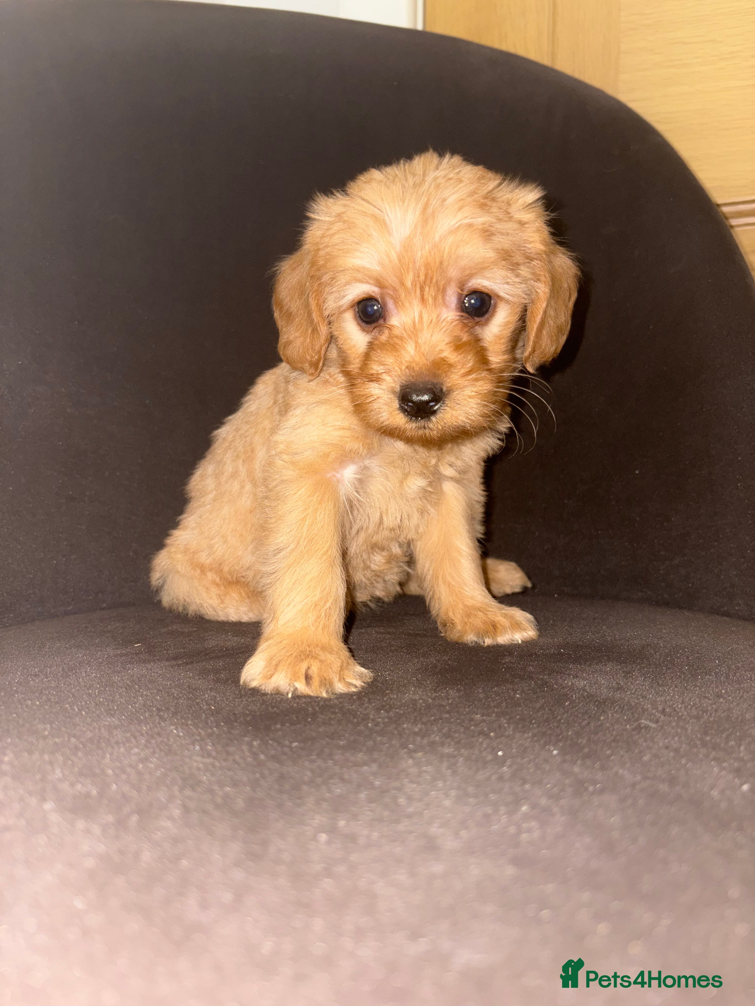 Labradoodle dogs F1b Labradoodle Puppies  - Advert 2