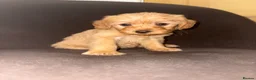 Labradoodle dogs for sale: F1b Labradoodle Puppies  in Morecambe - Advert 2