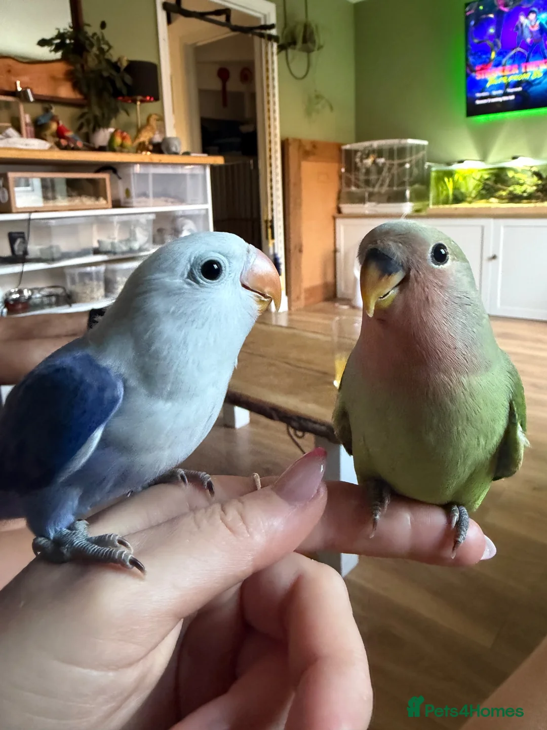 Lovebirds birds for sale: Dog tame hand reared love birds - Advert 1