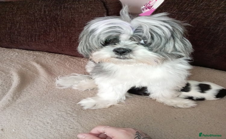 Shih Tzu dogs - Advert 1