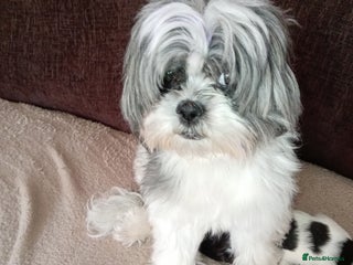 Shih Tzu dogs Female black and white shih tzu puppy - Advert 18